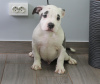 Photo №1. american staffordshire terrier - à vendre en ville de Chisinau | 700€ | Annonce №71094