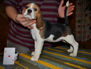Photo №2 de l'annonce № 4145 de la vente beagle - acheter à Fédération de Russie 