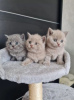 Photo №1. british shorthair - à vendre en ville de Geraardsbergen | Gratuit | Annonce № 115776