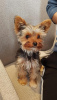 Photo №1. yorkshire terrier - à vendre en ville de Riga | négocié | Annonce №127444