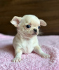 Photo №1. chihuahua - à vendre en ville de Эспоо | négocié | Annonce №127403