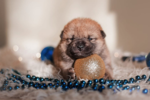 Photo №2 de l'annonce № 4406 de la vente shiba - acheter à Fédération de Russie de la fourrière