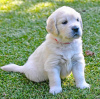 Photo №1. golden retriever - à vendre en ville de Эхтернах | 400€ | Annonce №106354