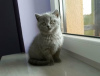 Photo №3. Chatons British Shorthair, veuillez me contacter via WhatsApp 49 15219491597. Allemagne