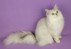 Photos supplémentaires: Jeune chat Galatea, Highland Straight, couleur NS11