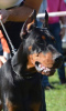 Photos supplémentaires: Meilleurs chiots Dobermann