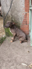 Photos supplémentaires: Staffordshire terrier américain