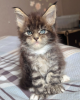 Photo №1. maine coon - à vendre en ville de Paris | négocié | Annonce № 114043