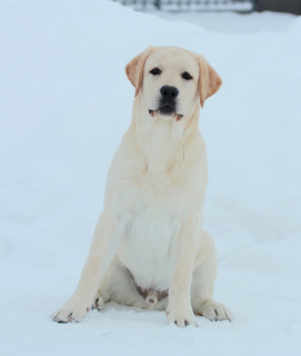 Photo №1. labrador retriever - à vendre en ville de Moscou | Négocié | Annonce №1758