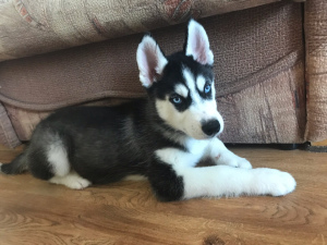 Photo №1. husky de sibérie - à vendre en ville de Tioumen | 143€ | Annonce №2933