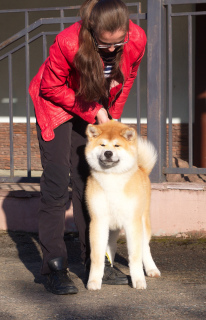 Photo №4. Je vais vendre akita (chien) en ville de Moscou. de la fourrière - prix - 846€