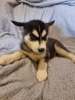 Photo №1. husky de sibérie - à vendre en ville de Garmisch-Partenkirchen | Gratuit | Annonce №125406