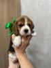 Photo №4. Je vais vendre beagle en ville de Tachkent. annonce privée - prix - 473€