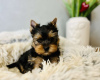 Photo №1. yorkshire terrier - à vendre en ville de Junkovac | 350€ | Annonce №75544