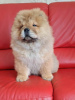 Photo №3. Chiots Chow-Chow. Serbie