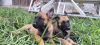 Photos supplémentaires: Chiots Berger Belge Malinois