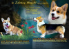 Photo №1. welsh corgi - à vendre en ville de Москва | négocié | Annonce №8434