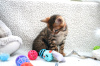 Photos supplémentaires: De jolis chatons Bengal Cats de race Pedigree disponibles à la vente maintenant