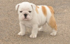 Photo №1. bulldog anglais - à vendre en ville de Stockholm | 237€ | Annonce №117966