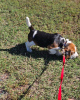 Photos supplémentaires: Magnifiques chiots Beagle