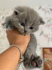 Photo №2 de l'annonce № 82113 de la vente scottish fold - acheter à Allemagne annonce privée