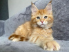 Photo №2 de l'annonce № 115133 de la vente maine coon - acheter à Allemagne annonce privée