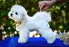 Photo №1. bichon à poil frisé - à vendre en ville de Belgrade | négocié | Annonce №115398