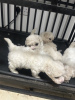 Photos supplémentaires: Chiots Bichon Frise enregistrés Kc