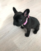 Photo №1. bouledogue - à vendre en ville de Nuremberg | 331€ | Annonce №117657