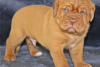 Photo №1. dogue de bordeaux - à vendre en ville de Londres | 300€ | Annonce №94777