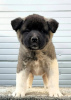 Photos supplémentaires: Akita américain, chiots