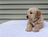 Photo №3. Adorable chiot Golden Retriever. USA