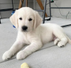 Photo №1. golden retriever - à vendre en ville de Афины | négocié | Annonce №42036