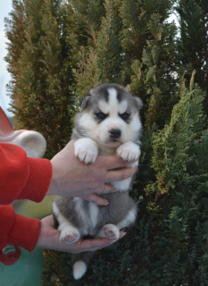 Photo №4. Je vais vendre husky de sibérie en ville de Meshchovsk. de la fourrière - prix - 286€