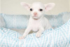 Photo №3. Adorables chiots Chihuahua en adoption gratuite. Allemagne