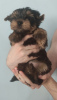 Photo №1. yorkshire terrier - à vendre en ville de Анталья | 385€ | Annonce №24039