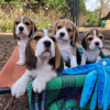 Photos supplémentaires: Les chiots Beagle recherchent