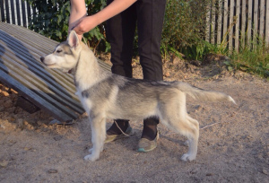 Photo №2 de l'annonce № 3650 de la vente husky de sibérie - acheter à Fédération de Russie éleveur