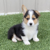 Photo №1. welsh corgi - à vendre en ville de Paris | négocié | Annonce №76029