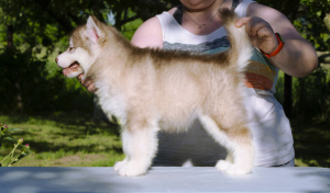 Photos supplémentaires: Chiots colorés de Malamute d'Alaska