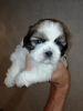 Photo №4. Je vais vendre lhassa apso, shih tzu en ville de Pärnu. annonce privée, de la fourrière, éleveur - prix - 600€