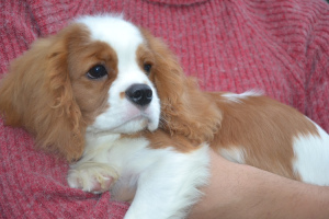 Photo №4. Je vais vendre cavalier king charles spaniel en ville de Vitebsk. annonce privée - prix - 903€