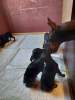 Photos supplémentaires: Vente de chiots Doberman pure race âgés de 2 mois.