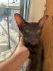 Photo №1. oriental shorthair - à vendre en ville de Москва | 464€ | Annonce № 33359