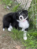 Photo №1. border collie - à vendre en ville de Los Angeles | Gratuit | Annonce №40111