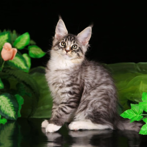 Photo №1. maine coon - à vendre en ville de Astrakhan | Négocié | Annonce № 1563