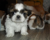 Photo №1. shih tzu - à vendre en ville de Berlin | 320€ | Annonce №90359