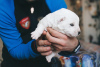 Photo №3. Chiots mignons du chien de berger d'Asie centrale SAO. Fédération de Russie