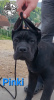 Photo №3. Chiots Cane Corso. Serbie