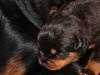 Photos supplémentaires: Chiots Rottweiler à vendre